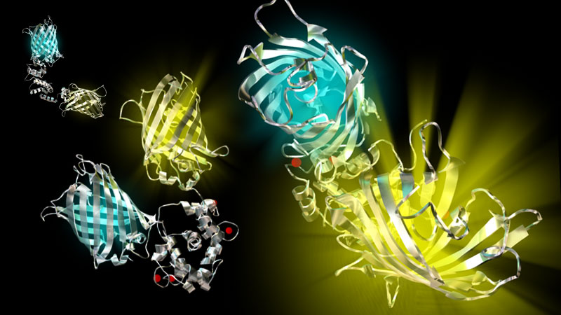 Fusion Protein Model
Lydia Jablonski
Lydka Jablonska