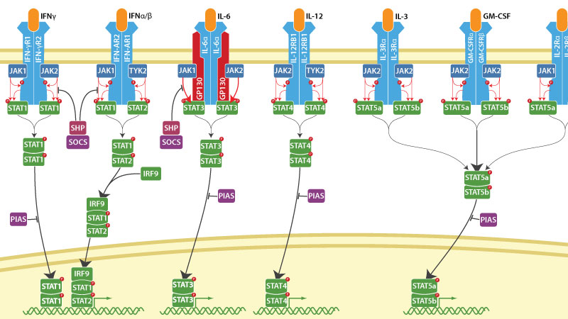 JAK-STAT Signaling Pathway
Lydia Jablonski
Lydka Jablonska